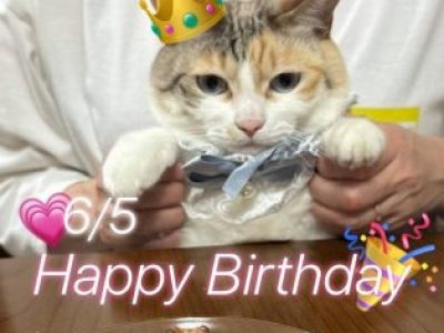 猫の5歳は人間でいうと36歳(;^ω^)