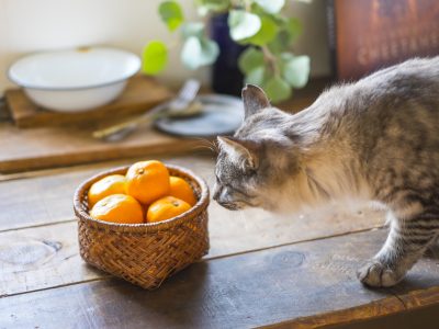 ハロートレーニング「44期 パソコン基礎中級科4（HP更新含む）」1ヵ月目の報告