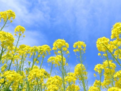 春の気配を感じながら、植菌体験に参加してきました(*´ω｀)