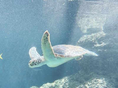 暑い夏、水族館で涼むのもいいかも…🐧